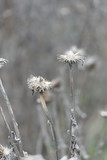 Fototapeta Dmuchawce - coneflower in winter