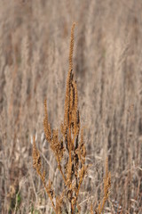 Sticker - field in winter