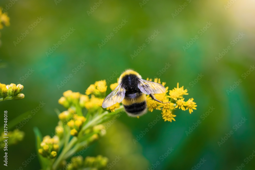 bumblebee collects flower nectar of goldenrod on a summer sunny day. - obrazy, fototapety, plakaty 