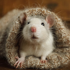 Wall Mural - Portrait of a rat peeking out of a wool sock