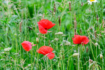  Close up of red poppy flowers and small blooms in a British cottage style garden in a sunny summer day, beautiful outdoor floral background photographed with soft focus