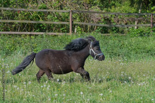Fotomural A cute Shetland pony galloping in the meadow.