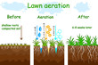 Lawn aeration stage illustration. Before and after aeration. Gardening grass lawncare, landscaping, lawn grass care service. Illustration for article, infographics or instruction. Stock vector