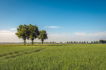 Wall Mural - Three trees at the edge of a field with onions cultivation