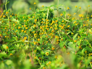 Closeup nature view of beautiful flower on blurred background in garden summer background natural flower plants landscape, ecology, fresh wallpaper