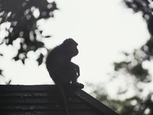 LOW ANGLE VIEW OF MONKEY SITTING ON Rooftop AGAINST SKY