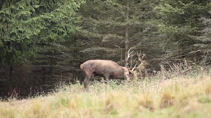 Wall Mural - red deer, cervus elaphus, czech nature