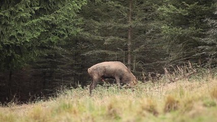Wall Mural - red deer, cervus elaphus, czech nature