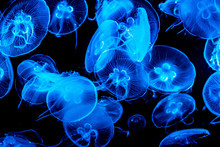Colorful, Iluminated Jellyfish Underwater On Dark Background. Jellyfish Moving In Water.