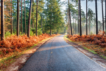 Wall Mural - Bolderwood Arboretum Ornamental Drive in the New Forest