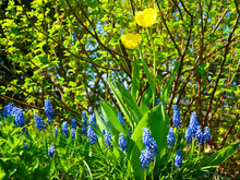 Blue Flowers Of The Grape Hyacinth