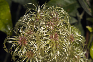 macro image plant seeds