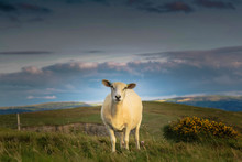 SHEEP STANDING ON FIELD AGAINST SKY