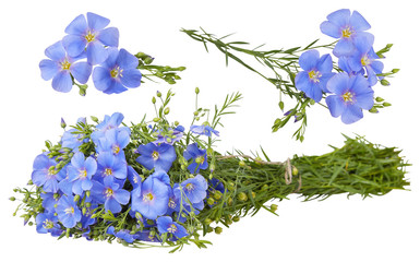 Set of blue Flax flowers isolated on white background. (Linum usitatissimum) common names: common flax or linseed. Close up view. 