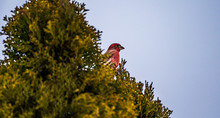 Red Headed House Finch Male Bird On A Tree