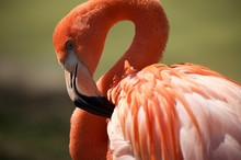 Close-Up Of Flamingo Preening Outdoors