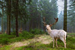 Wunderschöner weißer Hirsch (Albino) steht in einem märchenhaften Nadelwald