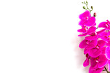 Fototapeta Storczyk - Pink orchid flowers on white isolate background with copy space.