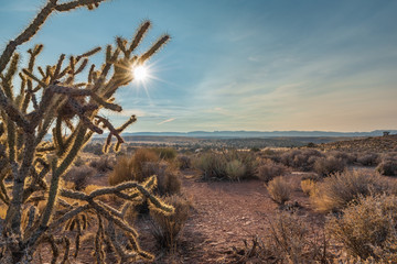 Poster - Typical flora in Grand Canyon Arizona