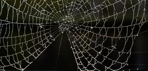 spider's web covered in water droplets