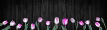 Spring Background Panorama Banner - Pink White Tulips Isolated On Black Rustic Wooden Wall Texture