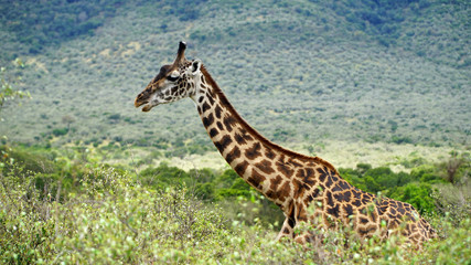 Wall Mural - Giraffe Walk Through the Savanna Between the Plants