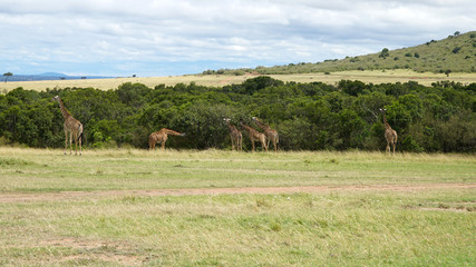 Wall Mural - Wild Giraffes in Maasai Mara National Reserve, Kenya