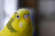© iama_sing - Funny budgerigar.