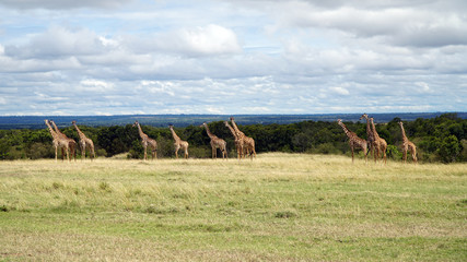 Wall Mural - A Group of Giraffes Standing
