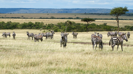 Wall Mural - Zebra on Grassland in Africa