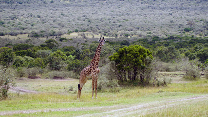 Wall Mural - Giraffe In National Park Of Kenya