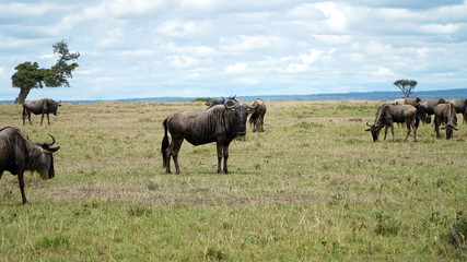Wall Mural - Wildebeest in African Savanna, Kenya