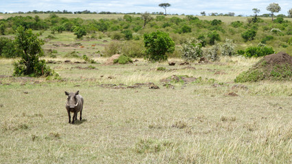 Wall Mural - Warthog (Phacochoerus Africanus) in Africa