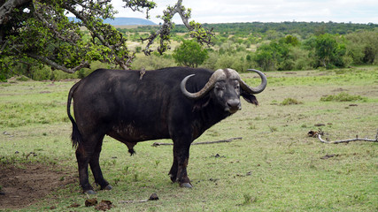 Wall Mural - Cape Buffalo one of the African Big Five