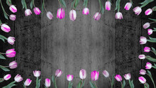 Spring Background - Frame Made Of Pink White Tulips Isolated On Black Rustic Wooden Texture, Top View With Space For Text