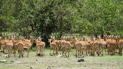Wall Mural - Impalas (Aepyceros Melampus) or Antelopes in South Africa