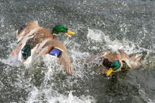 Two Mallard Ducks Fighting In A Pond. There Is A Lot Of Splashing And Spray As Flap And Quack At Each Other. Many Water Droplets In The Air. Lots Of Action.