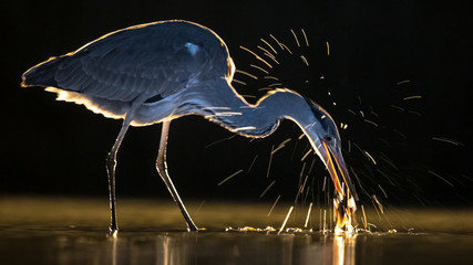 Wall Mural - Silhouette of Grey heron hunting for fish at night