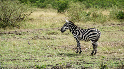 Wall Mural - Zebra on Grassland in Africa, National Park of Kenya