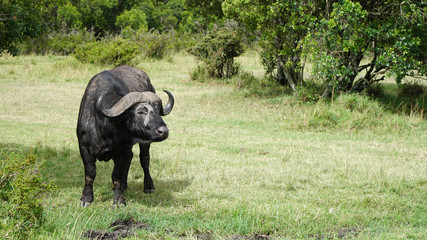 Wall Mural - Cape Buffalo (Syncerus Caffer) Standing in Savannah, Kenya Africa