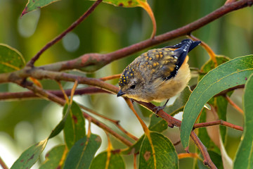 Wall Mural - Forty-spotted Pardalote - Pardalotus quadragintus one of Australia's rarest birds and by far the rarest pardalote, being confined to the south-east corner of Tasmania