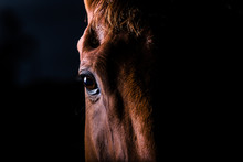 Portrait Of Brown Horse Against Black Background