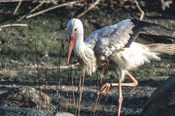 white stork