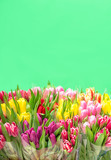 Fototapeta Tulipany - Flowers Tulips Spring blossoms Valentines day