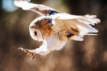 Close-Up Of Barn Owl Flying In Mid-air