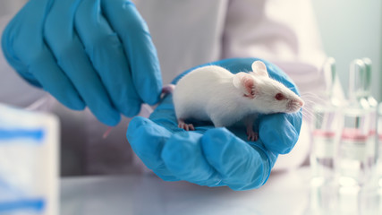 Scientist tests mouse new vaccine or medicine against coronavirus 2019-nCoV