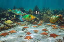 Sea Stars With Colorful Tropical Fish Underwater In A Coral Reef Caribbean Sea