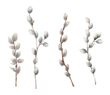 Watercolor Willow Branches. Hand Painted Willow Wood Isolated On White Background. Spring Illustration For Design, Print, Fabric Or Background.