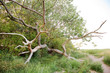 © Peter Duroy - Grosser Baum an Ostseeküste