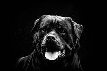 Close-Up Portrait Of Rottweiler